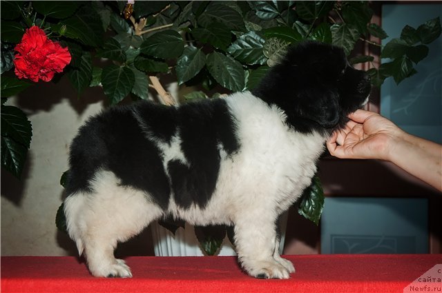 Фото: ньюфаундленд Keeper Soul  Next Page of Story (Кипер Соул Некст Пэйдж оф Стори)