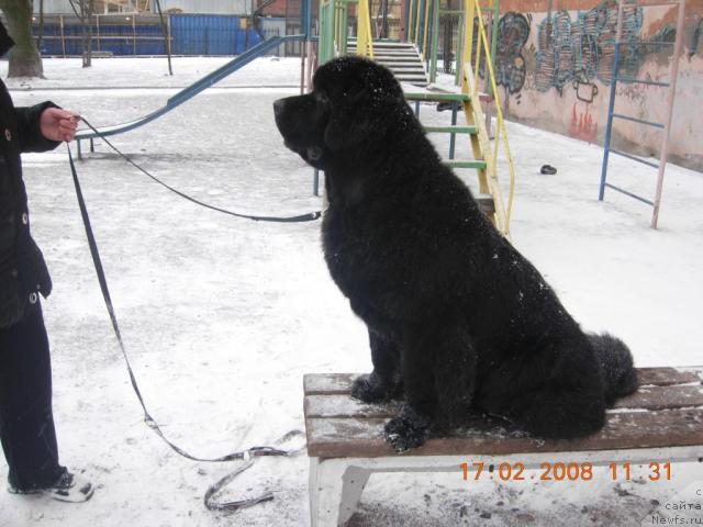 Фото: ньюфаундленд Skippers Only You for Smigar