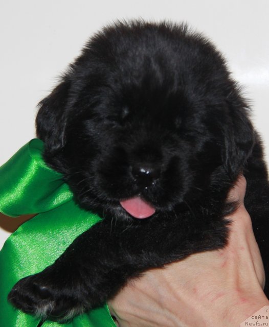 Фото: ньюфаундленд Akvian Song Invizibel YEnjel (Аквиан Сонг Инвизибел Энжел)