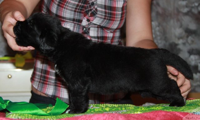 Фото: ньюфаундленд Akvian Song Invizibel YEnjel (Аквиан Сонг Инвизибел Энжел)