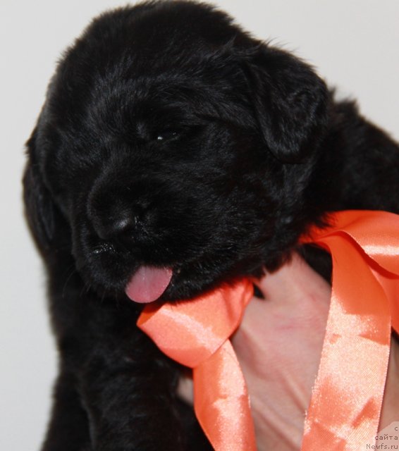 Фото: ньюфаундленд Akvian Song Immensi Drim (Аквиан Сонг Имменси Дрим)