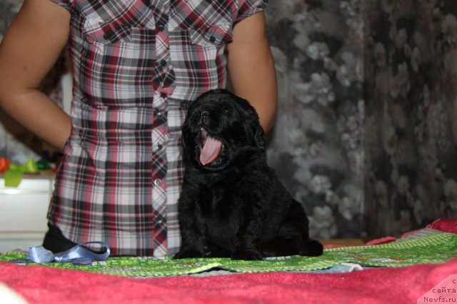 Фото: ньюфаундленд Akvian Song Illyuzion (Аквиан Сонг Иллюзион)