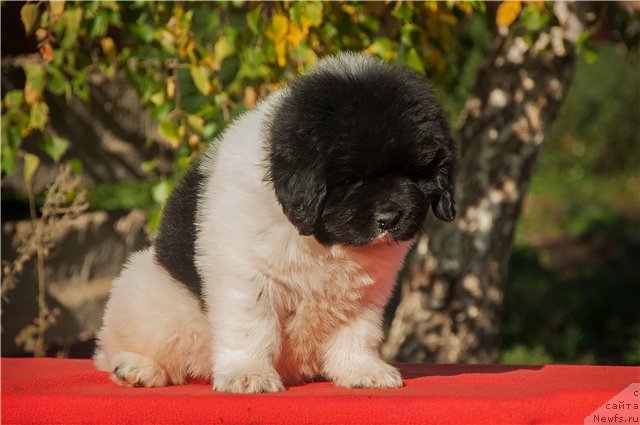 Фото: ньюфаундленд Keeper Soul Nou Daut Best (Кипер Соул Ноу Даут Бэст)