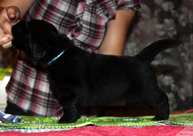 Фото: ньюфаундленд Akvian Song Illyuzion (Аквиан Сонг Иллюзион)