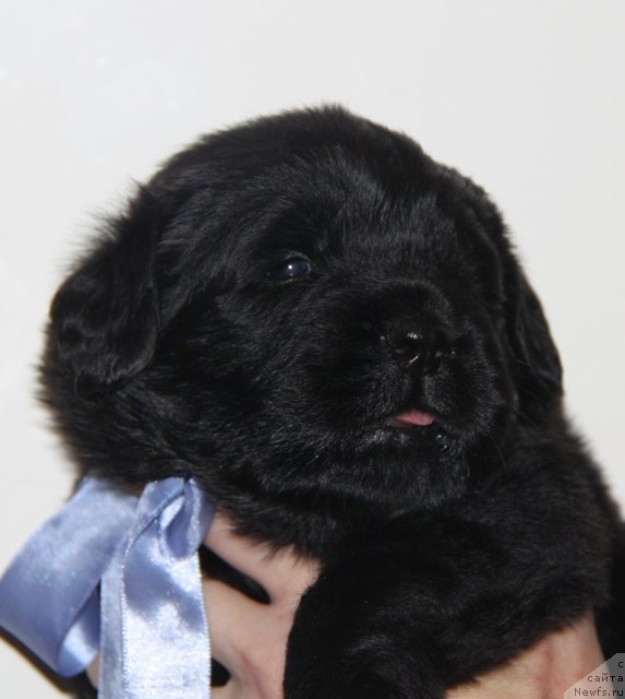 Фото: ньюфаундленд Akvian Song Illyuzion (Аквиан Сонг Иллюзион)