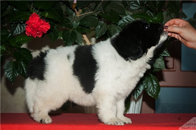 Фото: ньюфаундленд Keeper Soul Nou Daut Best (Кипер Соул Ноу Даут Бэст)