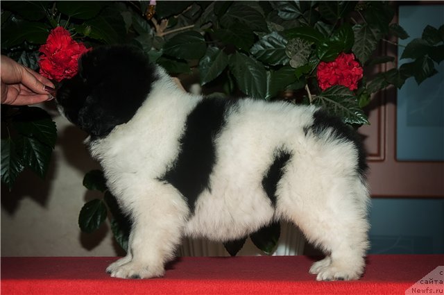 Фото: ньюфаундленд Keeper Soul Nou Daut Best (Кипер Соул Ноу Даут Бэст)