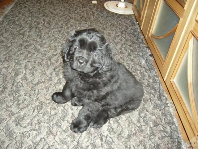 Фото: ньюфаундленд Simuran ot Sibirskogo Medvedya (Симуран от Сибирского Медведя)