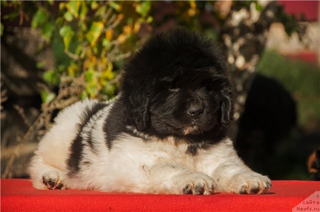 Фото: ньюфаундленд Keeper Soul New Star (Кипер Соул Нью Стар)