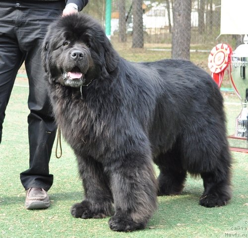 Фото: ньюфаундленд Dans Memori F'yudjan Rif (Данс Мемори Фьюджан Риф)