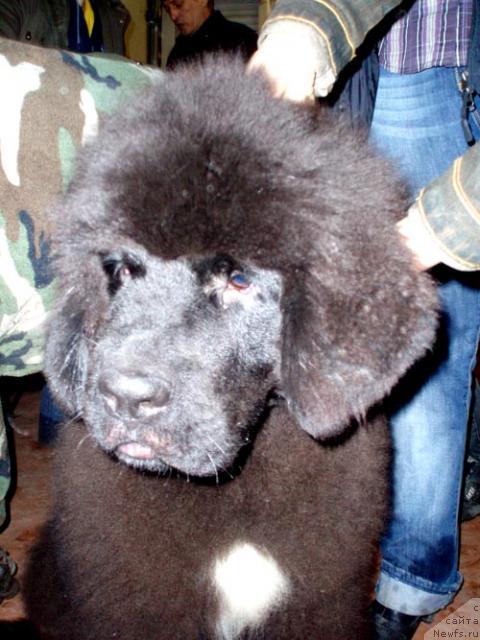 Фото: ньюфаундленд Beguschaya po Volnam Van Hel'sing (Бегущая по Волнам Ван Хельсинг)