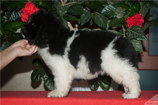 Фото: ньюфаундленд Keeper Soul New Star (Кипер Соул Нью Стар)