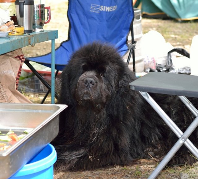 Фото: ньюфаундленд Dans Memori F'yudjan Rif (Данс Мемори Фьюджан Риф)