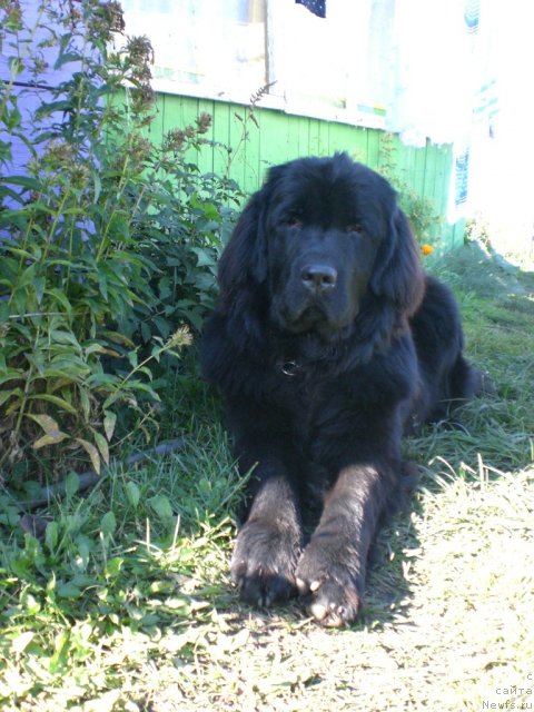 Фото: ньюфаундленд Roksolana Zvezda Vostoka iz Tihogo Omuta (Роксолана Звезда Востока из Тихого Омута)