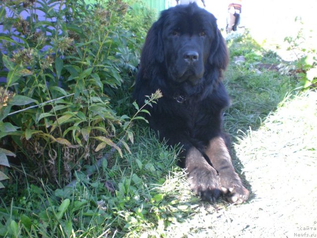 Фото: ньюфаундленд Roksolana Zvezda Vostoka iz Tihogo Omuta (Роксолана Звезда Востока из Тихого Омута)