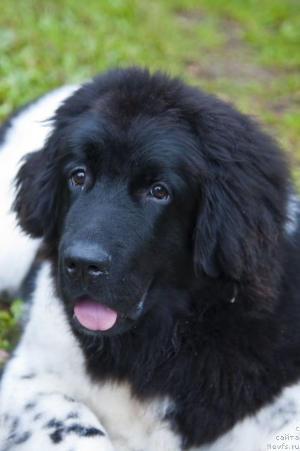 Фото: ньюфаундленд Plushevaya Panda Felicita (Плюшевая Панда Феличита)