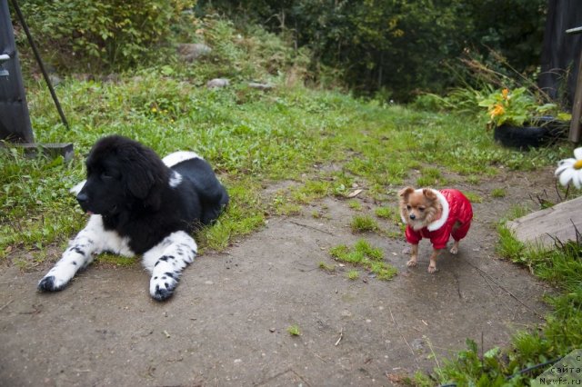 Фото: ньюфаундленд Plushevaya Panda Felicita (Плюшевая Панда Феличита), и Бусинка.