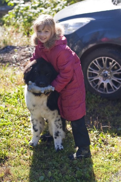 Фото: ньюфаундленд Plushevaya Panda Felicita (Плюшевая Панда Феличита)