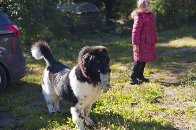 Фото: ньюфаундленд Plushevaya Panda Felicita (Плюшевая Панда Феличита)