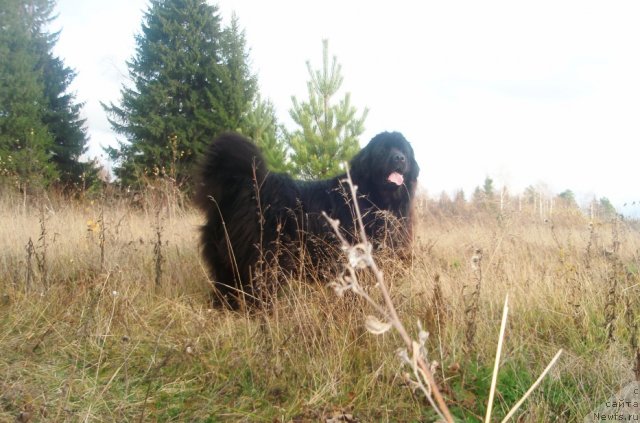 Фото: ньюфаундленд Feliciya (Фелиция)