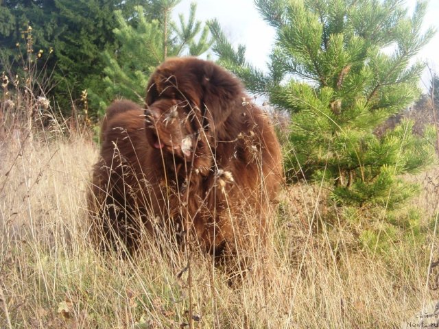 Фото: ньюфаундленд Super Premium Brabus (Супер Премиум Брабус)
