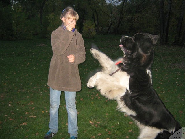 Фото: ньюфаундленд Otvajnyiy Ryicar' Ayvengo iz Tihogo Omuta (Отважный Рыцарь Айвенго из Тихого Омута), Aleksandra Noskova (Александра Носкова)