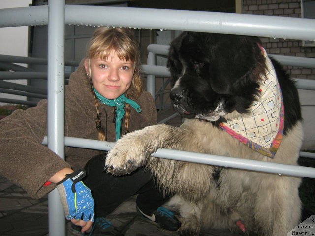 Фото: ньюфаундленд Otvajnyiy Ryicar' Ayvengo iz Tihogo Omuta (Отважный Рыцарь Айвенго из Тихого Омута), Aleksandra Noskova (Александра Носкова)