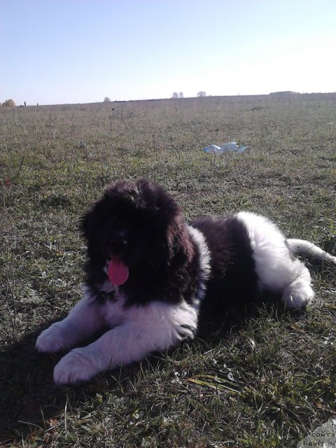 Фото: ньюфаундленд Fiamettahauz Pretti Drim (Фиаметтахауз Претти Дрим)