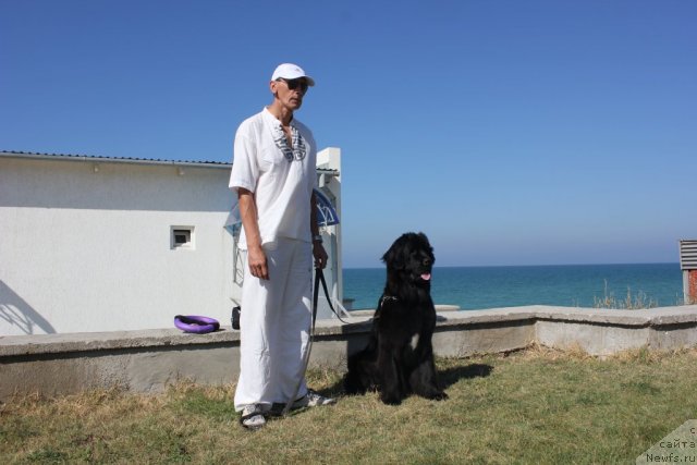 Фото: ньюфаундленд Dar Svezy Unika Sagitta (Дар Свезы Юника Сагитта), Ваничев Андрей