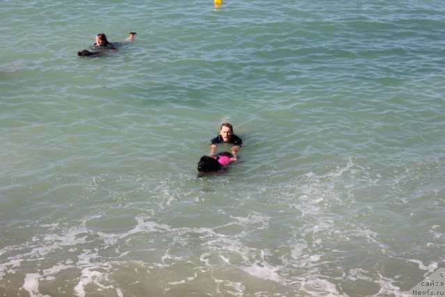 Фото: ньюфаундленд Dar Svezy Unika Sagitta (Дар Свезы Юника Сагитта), Ваничев Андрей