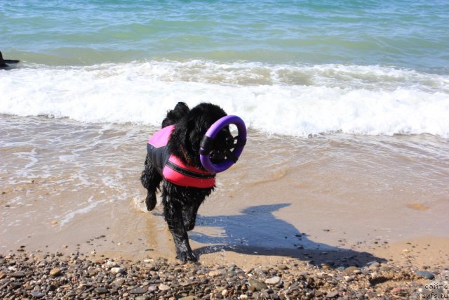 Фото: ньюфаундленд Dar Svezy Unika Sagitta (Дар Свезы Юника Сагитта)