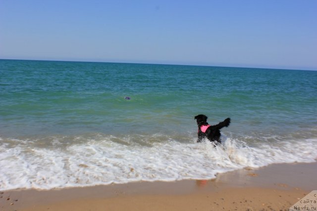 Фото: ньюфаундленд Dar Svezy Unika Sagitta (Дар Свезы Юника Сагитта)