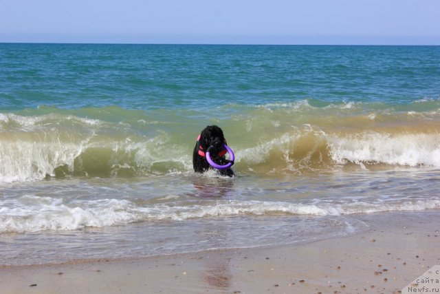Фото: ньюфаундленд Dar Svezy Unika Sagitta (Дар Свезы Юника Сагитта)