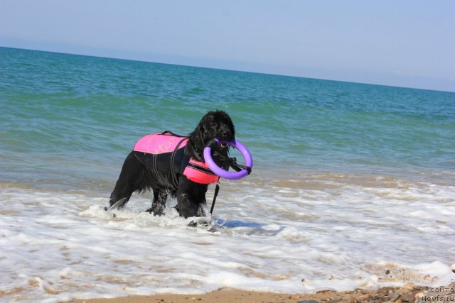 Фото: ньюфаундленд Dar Svezy Unika Sagitta (Дар Свезы Юника Сагитта)