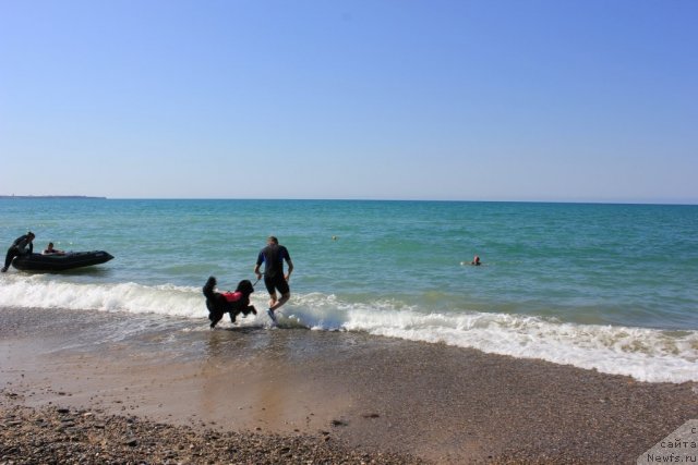 Фото: ньюфаундленд Dar Svezy Unika Sagitta (Дар Свезы Юника Сагитта), Ваничев Андрей