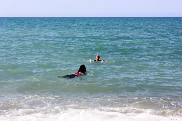 Фото: ньюфаундленд Dar Svezy Unika Sagitta (Дар Свезы Юника Сагитта)