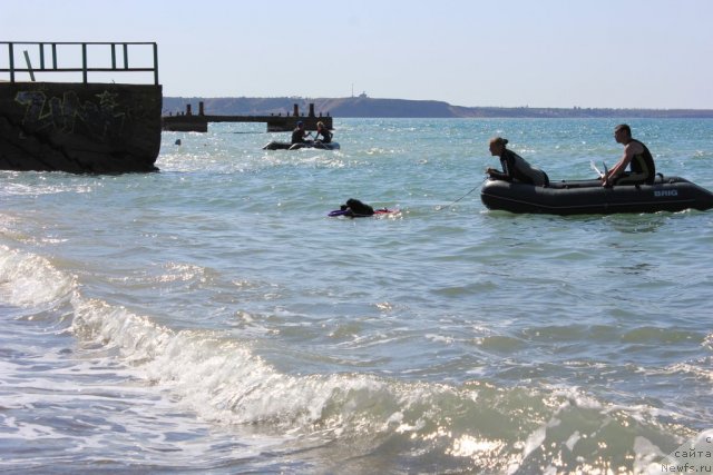 Фото: ньюфаундленд Dar Svezy Unika Sagitta (Дар Свезы Юника Сагитта)