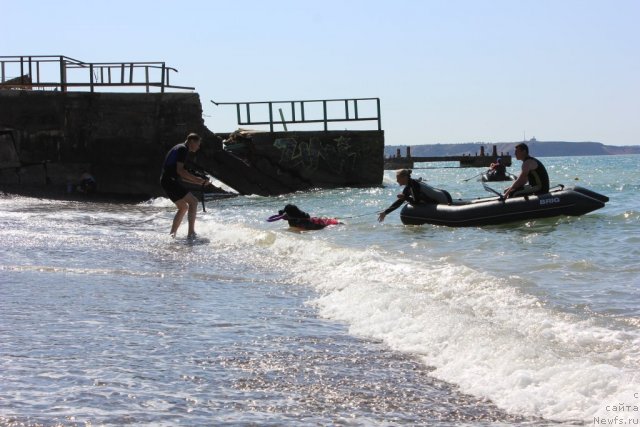 Фото: ньюфаундленд Dar Svezy Unika Sagitta (Дар Свезы Юника Сагитта)