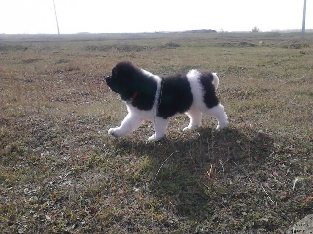 Фотография № 107887