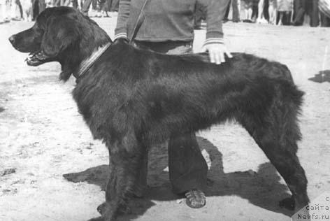 Фото: ньюфаундленд Hanum (Ханум)