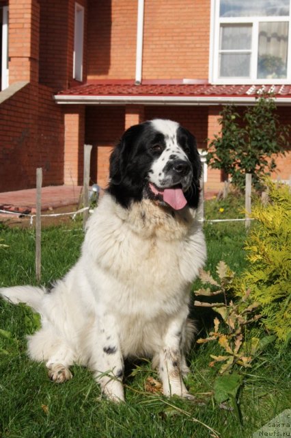 Фото: ньюфаундленд Sent Djons Carevna Lebed (Сент Джонс Царевна Лебедь)