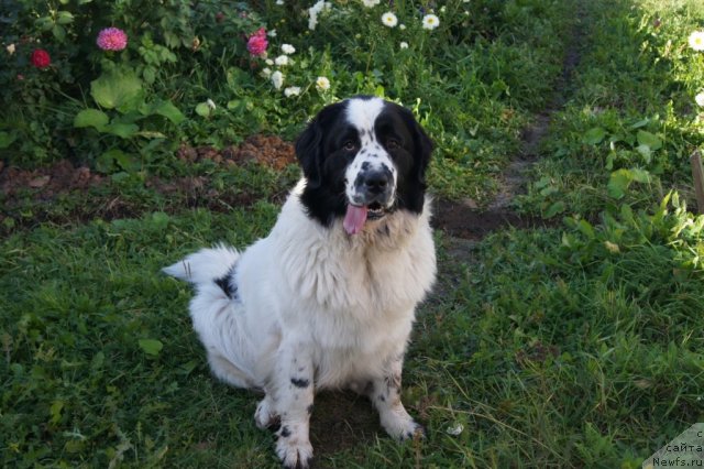 Фото: ньюфаундленд Sent Djons Carevna Lebed (Сент Джонс Царевна Лебедь)