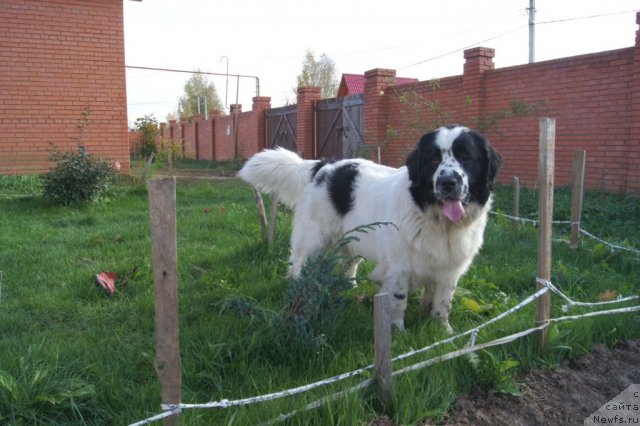 Фото: ньюфаундленд Sent Djons Carevna Lebed (Сент Джонс Царевна Лебедь)