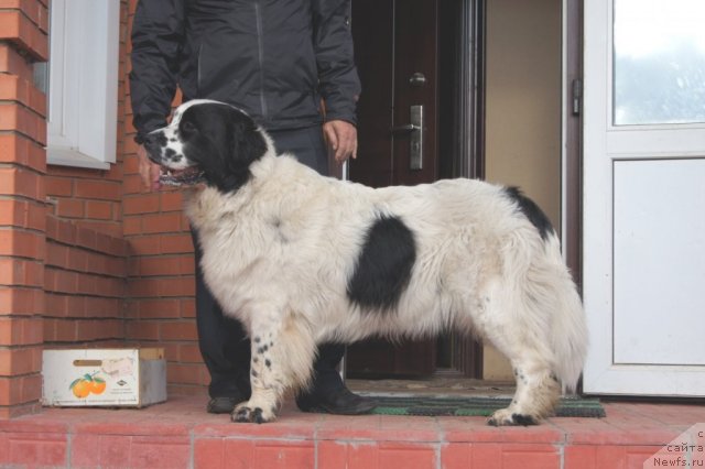 Фото: ньюфаундленд Sent Djons Carevna Lebed (Сент Джонс Царевна Лебедь)