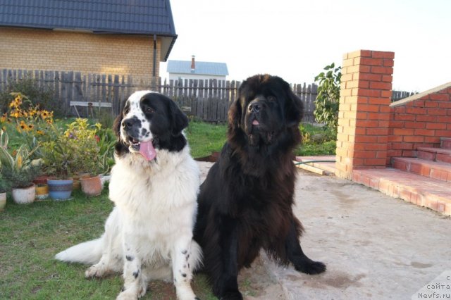 Фото: ньюфаундленд Sent Djons Carevna Lebed (Сент Джонс Царевна Лебедь), ньюфаундленд Sent Djons Ulrika (Сент Джонс Ульрика)