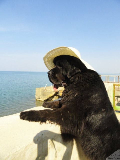 Фото: ньюфаундленд Beguschaya po Volnam Dancing Queen (Бегущая по Волнам Дансинг Квин)