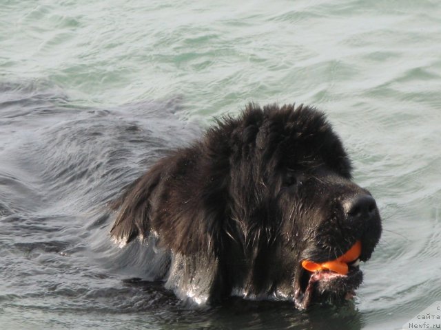 Фото: ньюфаундленд Beguschaya po Volnam Vizantiya de Lyuks (Бегущая по Волнам Византия де Люкс)