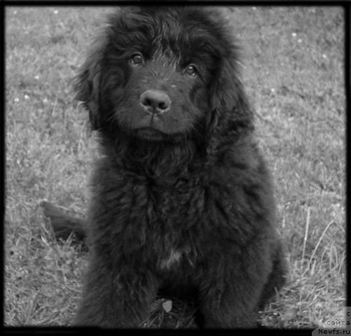 Фото: ньюфаундленд Serafima Kindred-Spirit (Серафима Киндред-Спирит)