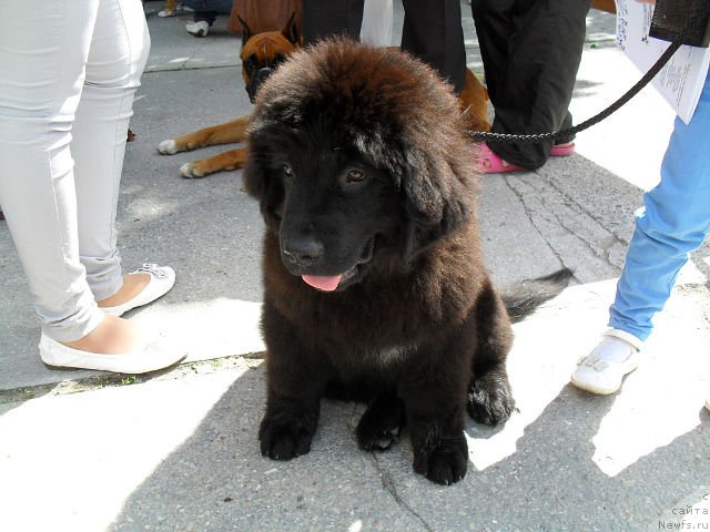 Фото: ньюфаундленд Serafima Kindred-Spirit (Серафима Киндред-Спирит)