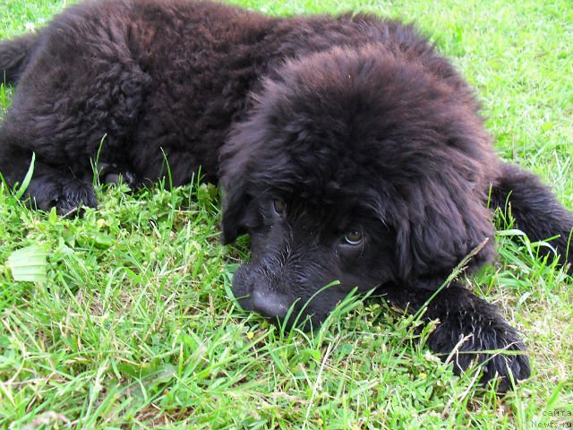 Фото: ньюфаундленд Serafima Kindred-Spirit (Серафима Киндред-Спирит)